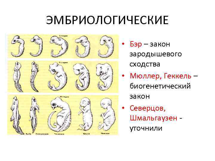 ЭМБРИОЛОГИЧЕСКИЕ • Бэр – закон зародышевого сходства • Мюллер, Геккель – биогенетический закон •
