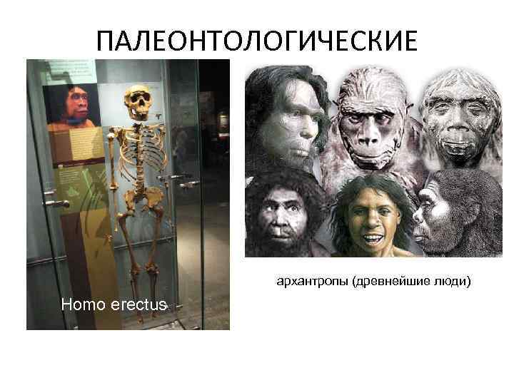 ПАЛЕОНТОЛОГИЧЕСКИЕ архантропы (древнейшие люди) Homo erectus 