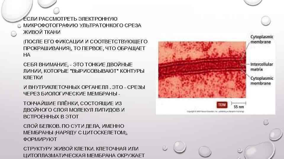 ЕСЛИ РАССМОТРЕТЬ ЭЛЕКТРОННУЮ МИКРОФОТОГРАФИЮ УЛЬТРАТОНКОГО СРЕЗА ЖИВОЙ ТКАНИ (ПОСЛЕ ЕГО ФИКСАЦИИ И СООТВЕТСТВУЮЩЕГО ПРОКРАШИВАНИЯ),