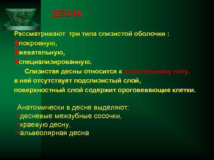 ДЕСНА Рассматривают три типа слизистой оболочки : lпокровную, lжевательную, lспециализированную. Слизистая десны относится к