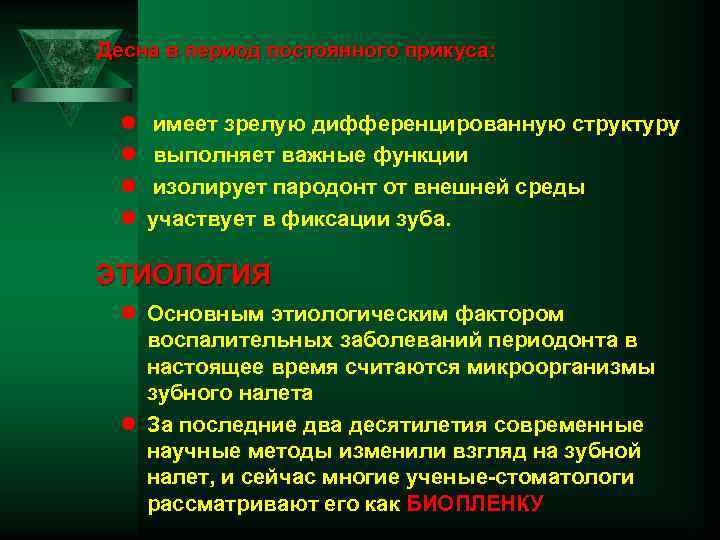  Десна в период постоянного прикуса: l l имеет зрелую дифференцированную структуру выполняет важные