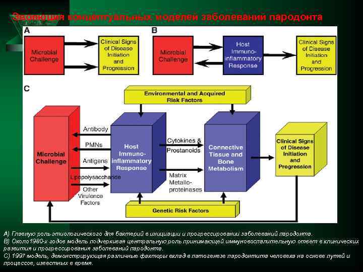 Эволюция концептуальных моделей заболеваний пародонта A) Главную роль этиологического для бактерий в инициации и