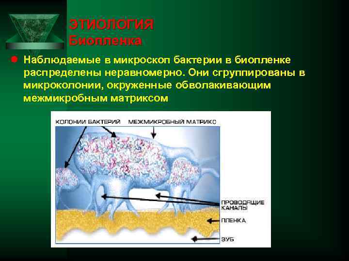 ЭТИОЛОГИЯ Биопленка l Наблюдаемые в микроскоп бактерии в биопленке распределены неравномерно. Они сгруппированы в