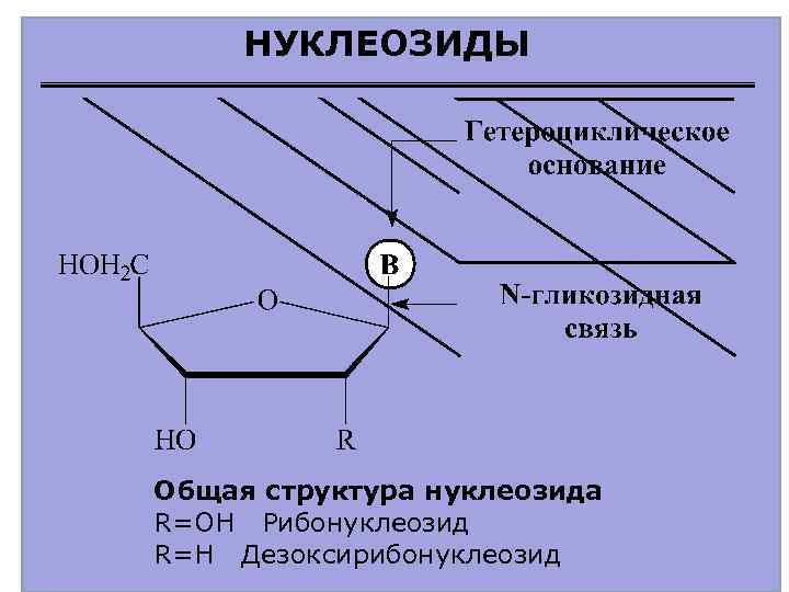 НУКЛЕОЗИДЫ Общая структура нуклеозида R=OH Рибонуклеозид R=H Дезоксирибонуклеозид 