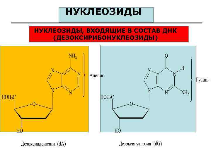 НУКЛЕОЗИДЫ НУКЛЕОЗИДЫ, ВХОДЯЩИЕ В СОСТАВ ДНК (ДЕЗОКСИРИБОНУКЛЕОЗИДЫ) 