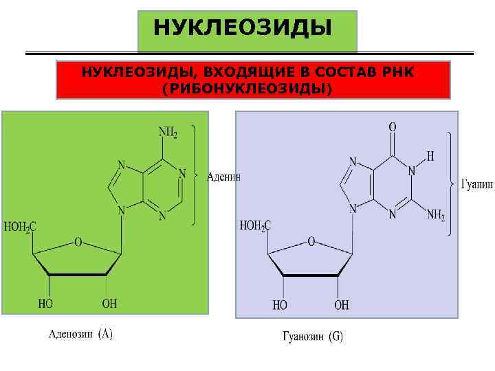 НУКЛЕОЗИДЫ НУКЛЕОЗИДЫ, ВХОДЯЩИЕ В СОСТАВ РНК (РИБОНУКЛЕОЗИДЫ) 