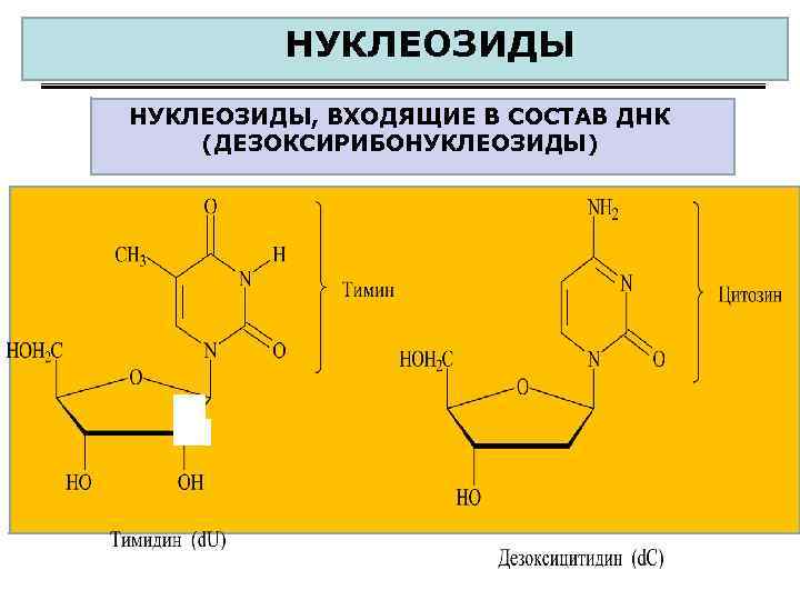 НУКЛЕОЗИДЫ НУКЛЕОЗИДЫ, ВХОДЯЩИЕ В СОСТАВ ДНК (ДЕЗОКСИРИБОНУКЛЕОЗИДЫ) 