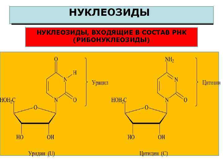 НУКЛЕОЗИДЫ НУКЛЕОЗИДЫ, ВХОДЯЩИЕ В СОСТАВ РНК (РИБОНУКЛЕОЗИДЫ) 