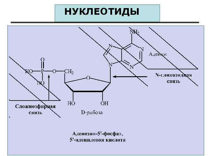 НУКЛЕОТИДЫ 