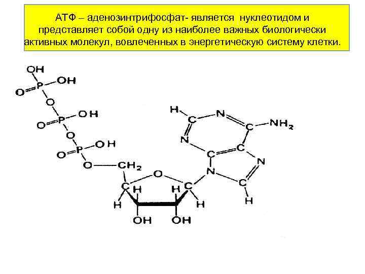 АТФ – аденозинтрифосфат- является нуклеотидом и представляет собой одну из наиболее важных биологически активных