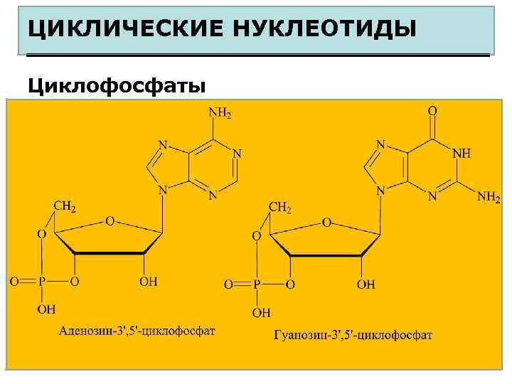 ЦИКЛИЧЕСКИЕ НУКЛЕОТИДЫ Циклофосфаты 