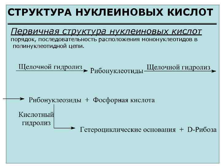СТРУКТУРА НУКЛЕИНОВЫХ КИСЛОТ Первичная структура нуклеиновых кислот порядок, последовательность расположения мононуклеотидов в полинуклеотидной цепи.