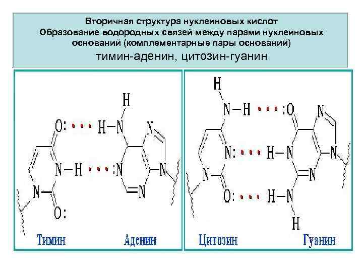 Вторичная структура нуклеиновых кислот Образование водородных связей между парами нуклеиновых оснований (комплементарные пары оснований)
