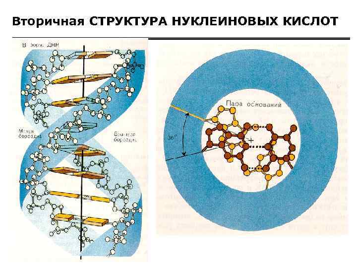 Вторичная СТРУКТУРА НУКЛЕИНОВЫХ КИСЛОТ 