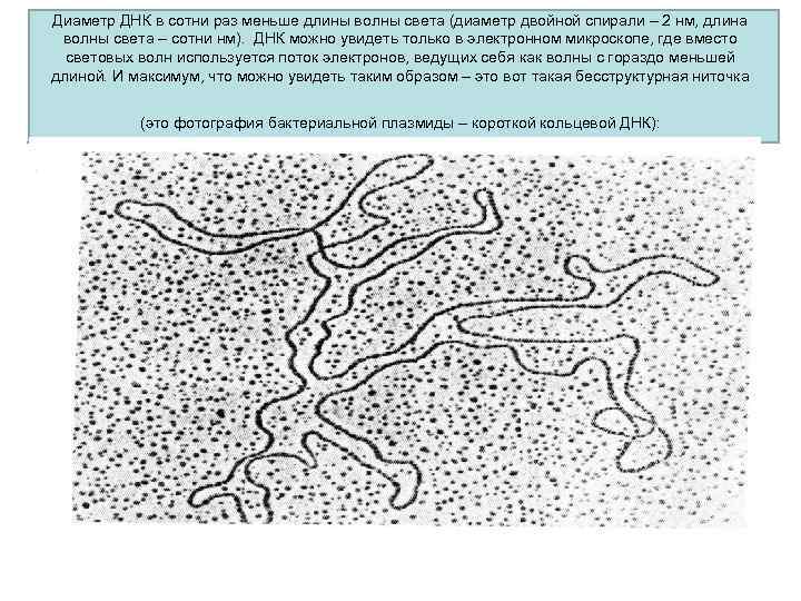 Диаметр ДНК в сотни раз меньше длины волны света (диаметр двойной спирали – 2