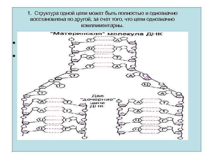 1. Структура одной цепи может быть полностью и однозначно восстановлена по другой, за счет