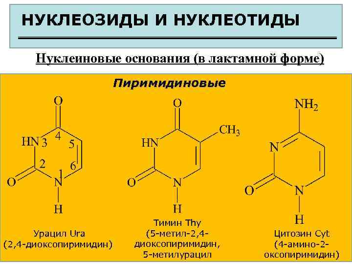 НУКЛЕОЗИДЫ И НУКЛЕОТИДЫ Нуклеиновые основания (в лактамной форме) Пиримидиновые Урацил Ura (2, 4 -диоксопиримидин)