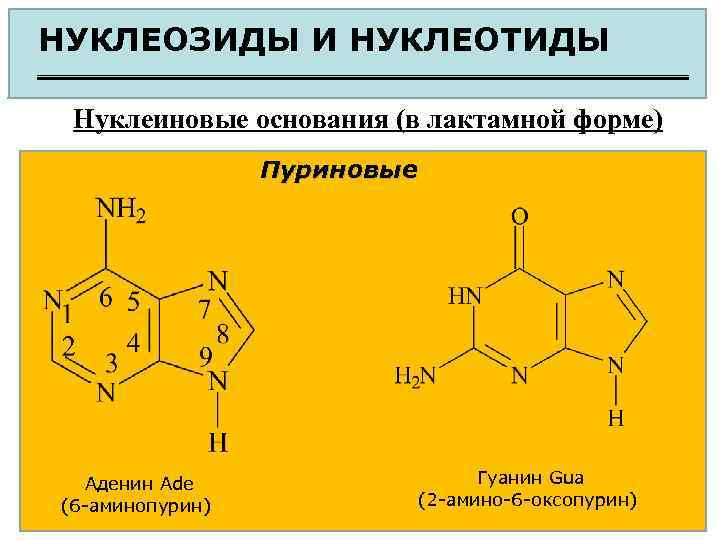НУКЛЕОЗИДЫ И НУКЛЕОТИДЫ Нуклеиновые основания (в лактамной форме) Пуриновые Аденин Ade (6 -аминопурин) Гуанин