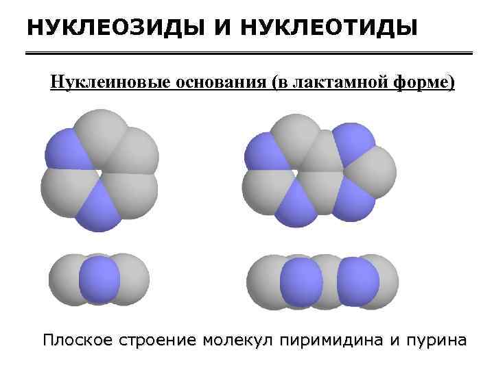 НУКЛЕОЗИДЫ И НУКЛЕОТИДЫ Нуклеиновые основания (в лактамной форме) Плоское строение молекул пиримидина и пурина
