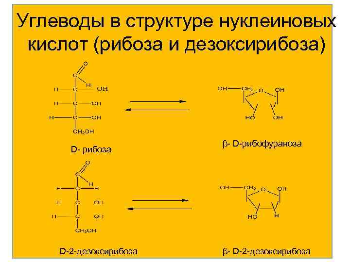 Углеводы в структуре нуклеиновых кислот (рибоза и дезоксирибоза) D- рибоза D-2 -дезоксирибоза β- D-рибофураноза