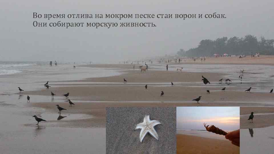 Во время отлива на мокром песке стаи ворон и собак. Они собирают морскую живность.