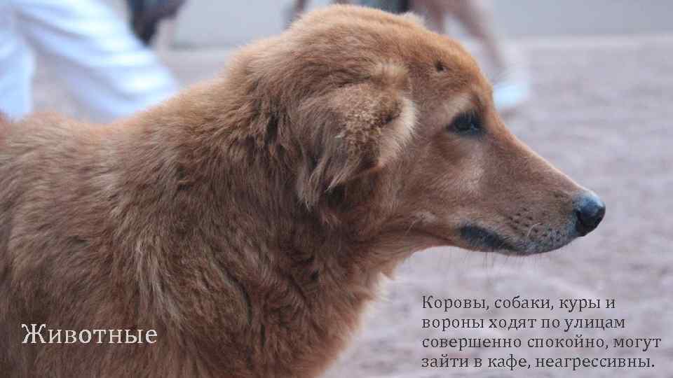 Животные Коровы, собаки, куры и вороны ходят по улицам совершенно спокойно, могут зайти в