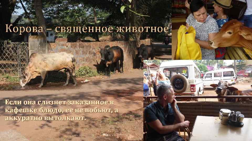 Корова – священное животное Если она слизнет заказанное в кафешке блюдо, ее не побьют,