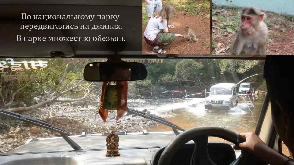 По национальному парку передвигались на джипах. В парке множество обезьян. 