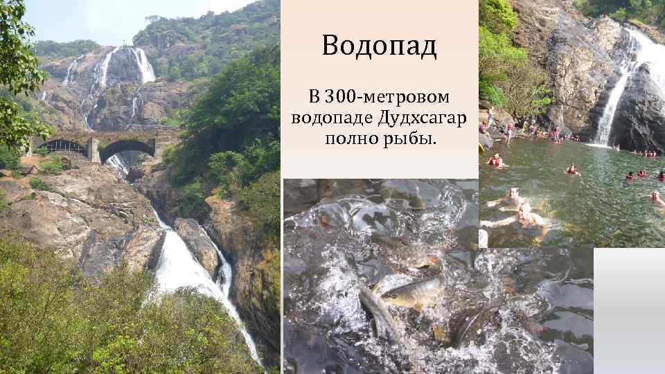 Водопад В 300 -метровом водопаде Дудхсагар полно рыбы. 