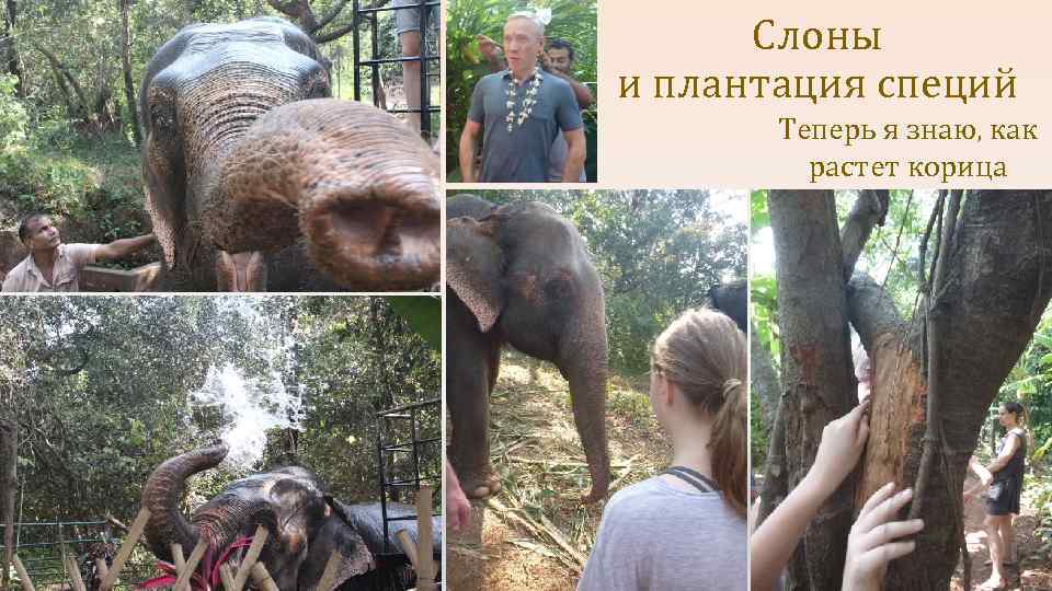 Слоны и плантация специй Теперь я знаю, как растет корица 