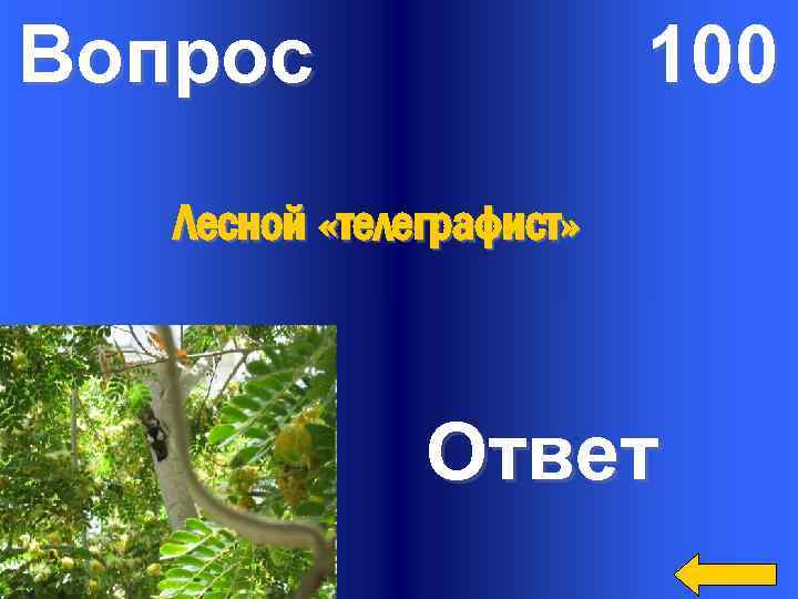 Вопрос 100 Лесной «телеграфист» Ответ 