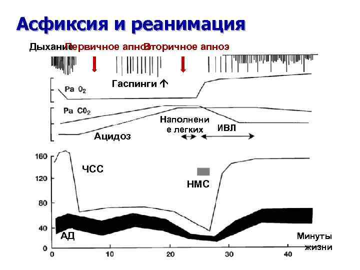Асфиксия и реанимация Дыхание Первичное апноэ Вторичное апноэ Гаспинги Ацидоз Наполнени ИВЛ е легких