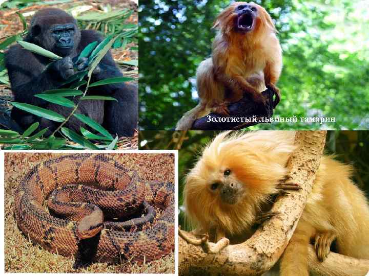 Золотистый львиный тамарин 