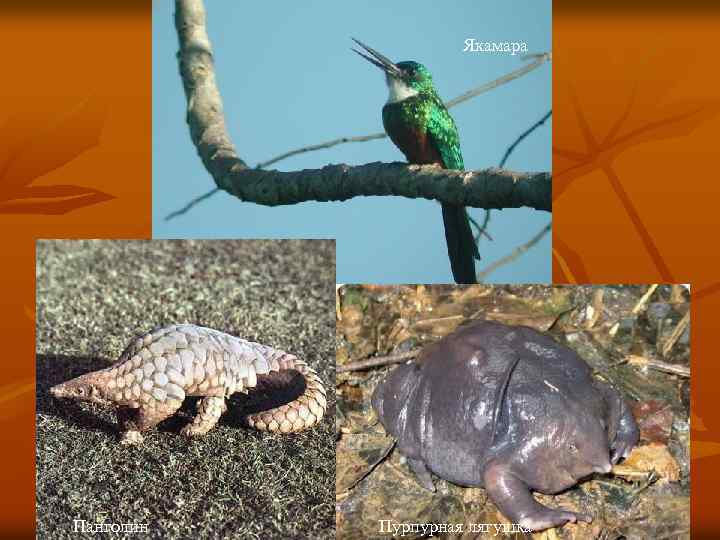 Якамара Панголин Пурпурная лягушка 