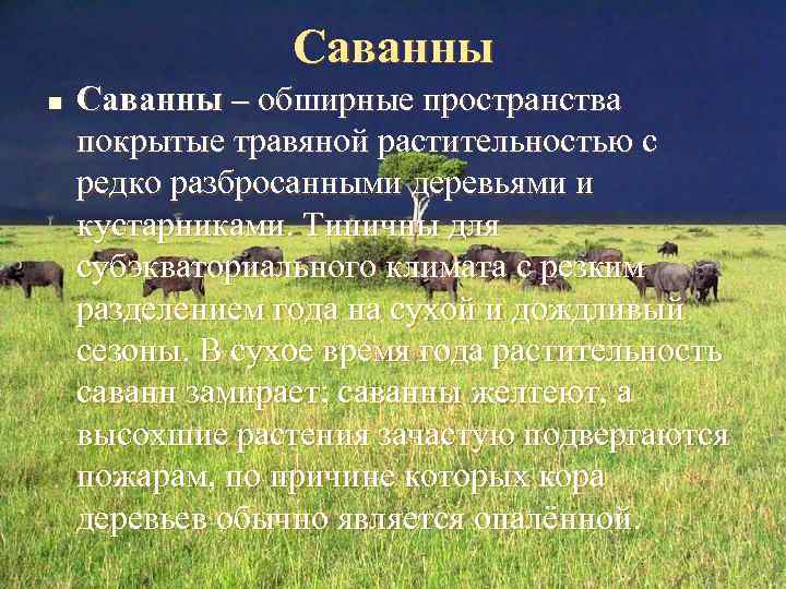 Саванны n Саванны – обширные пространства покрытые травяной растительностью с редко разбросанными деревьями и