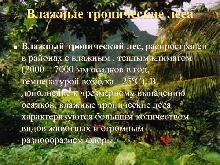 Влажные тропические леса n Вла жный тропический лес, распространен жный в районах с влажным