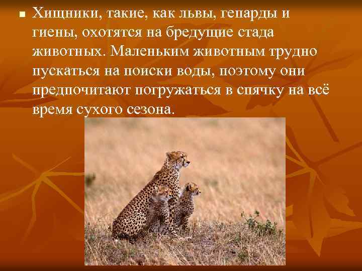 n Хищники, такие, как львы, гепарды и гиены, охотятся на бредущие стада животных. Маленьким
