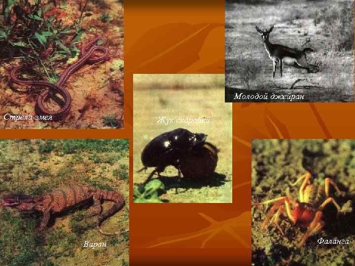 Молодой джейран Стрела-змея Жук скарабей Варан Фаланга 