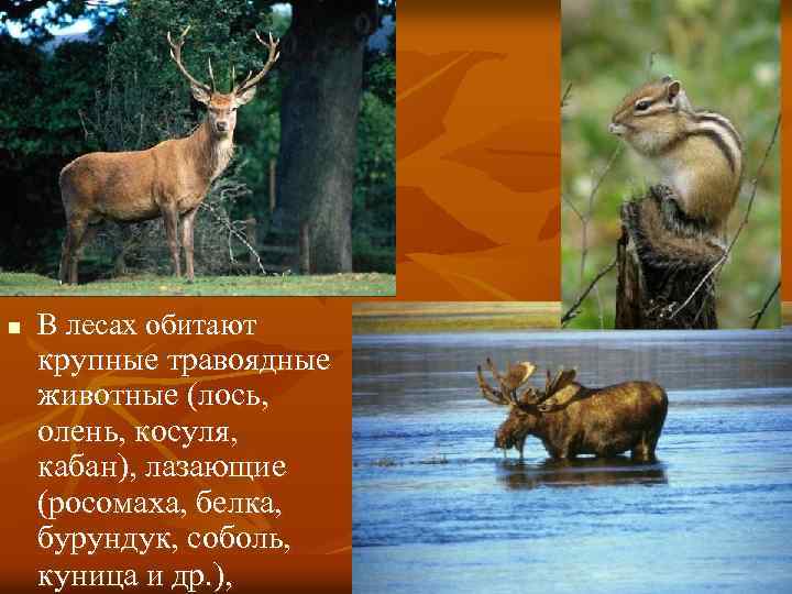 n В лесах обитают крупные травоядные животные (лось, олень, косуля, кабан), лазающие (росомаха, белка,