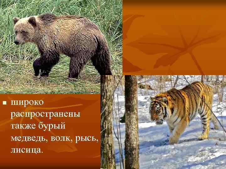 n широко распространены также бурый медведь, волк, рысь, лисица. 