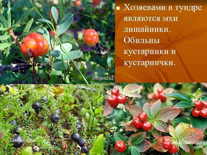 n Хозяевами в тундре являются мхи лишайники. Обильны кустарники и кустарнички. Морошка Вороника. Дерн