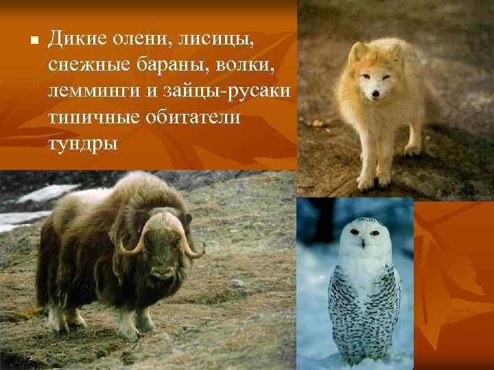 n Дикие олени, лисицы, снежные бараны, волки, лемминги и зайцы-русаки типичные обитатели тундры 