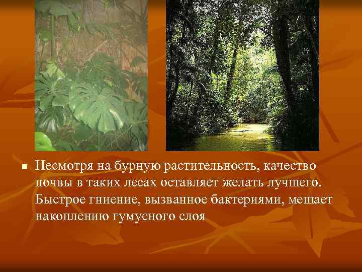n Несмотря на бурную растительность, качество почвы в таких лесах оставляет желать лучшего. Быстрое