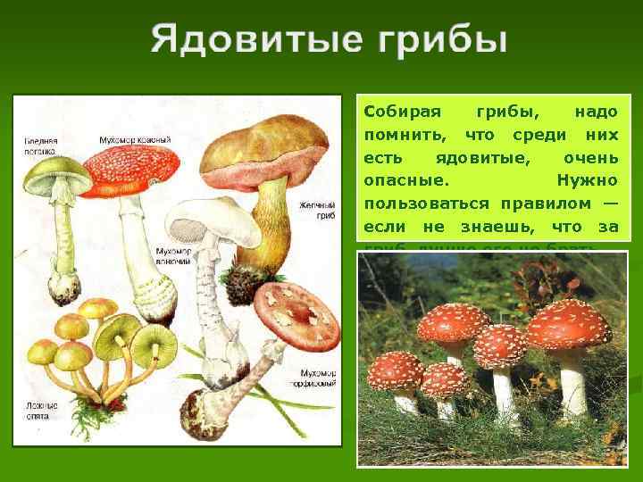 Собирая грибы, надо помнить, что среди них есть ядовитые, очень опасные. Нужно пользоваться правилом