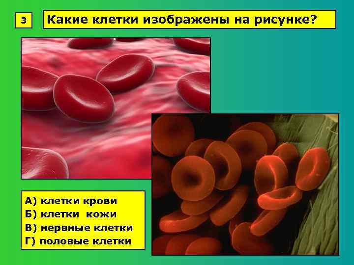 3 Какие клетки изображены на рисунке? А) клетки крови Б) клетки кожи В) нервные