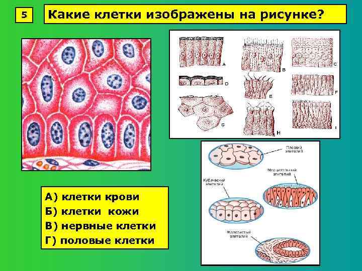 Три группы клеток. Какая клетка изображена. Клетки кожи. Какая клетка изображена на рисунке. Какая клетка игображены на рисунке.