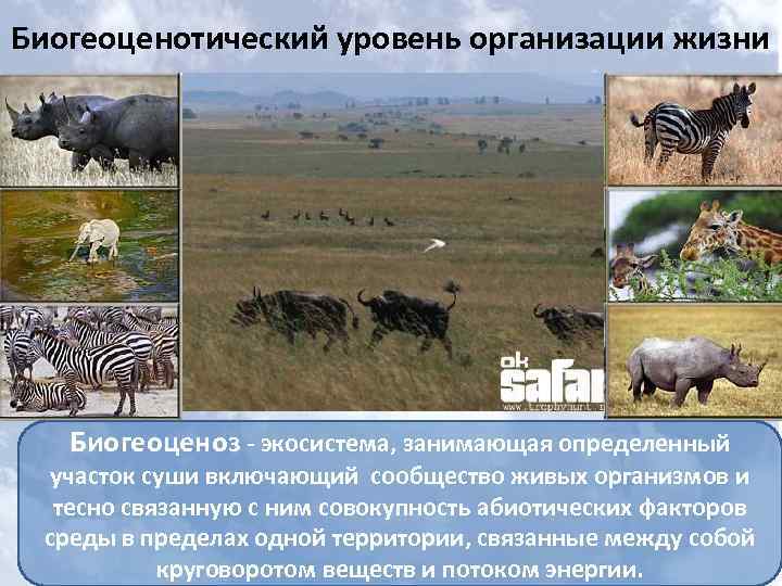 Биогеоценотический уровень организации жизни Биогеоценоз - экосистема, занимающая определенный участок суши включающий сообщество живых