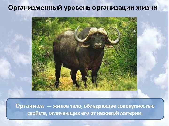 Организменный уровень организации жизни Организм — живое тело, обладающее совокупностью свойств, отличающих его от