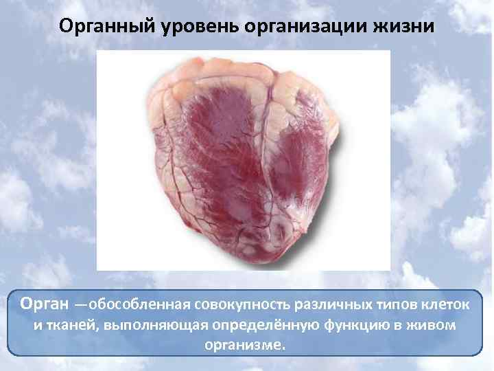 Органный уровень организации жизни Орган —обособленная совокупность различных типов клеток и тканей, выполняющая определённую