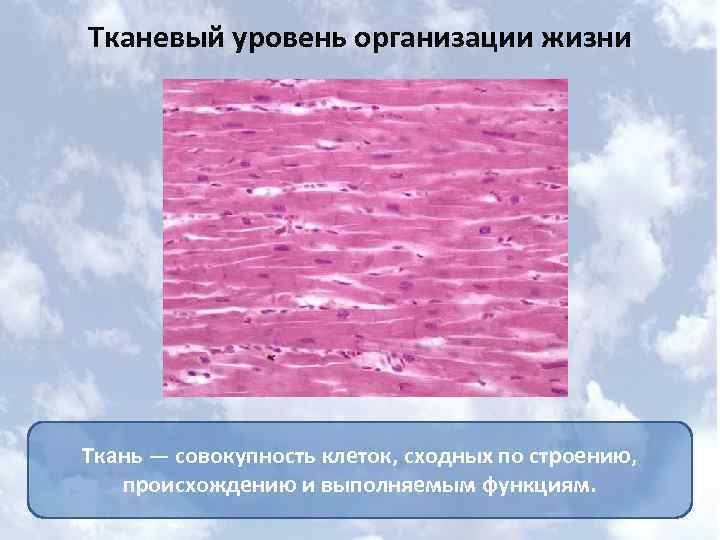 Тканевый уровень организации жизни Ткань — совокупность клеток, сходных по строению, происхождению и выполняемым